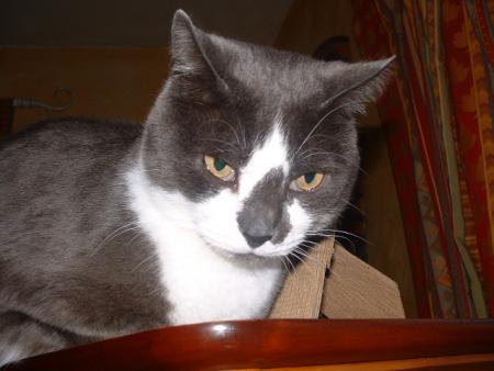 mon chat